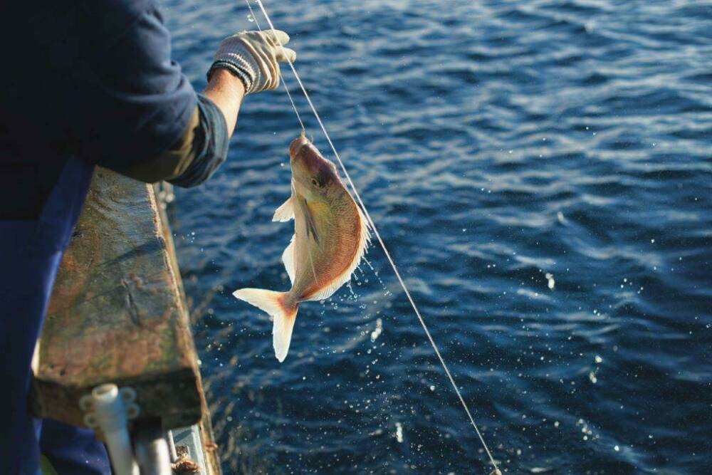 20150717 CREDIT Chris Sisarich NZ Fisheries 560 SMALLER1