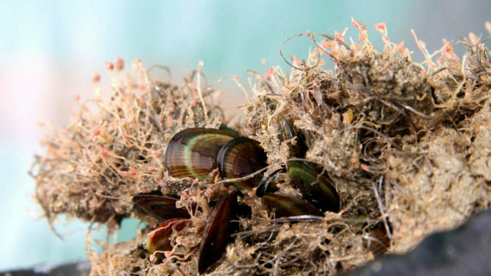 Awhi Mai Awhi Atu CREDIT Kura Paul Burke