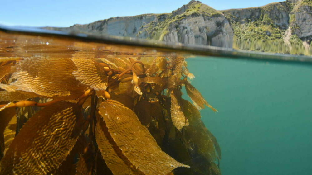 Building a seaweed sector CREDIT Leigh Tait NIWA