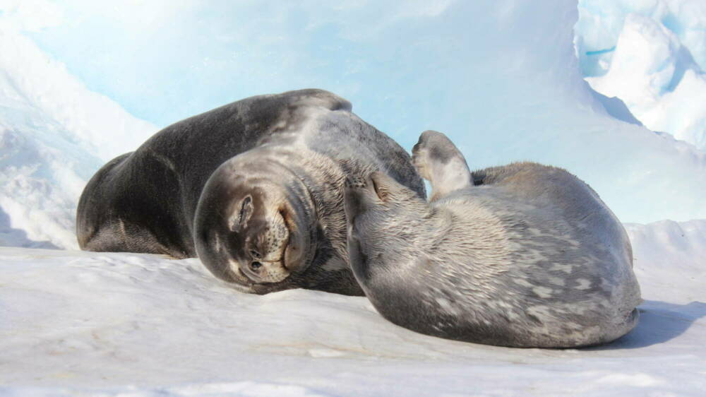 Weddell seals 2018 19