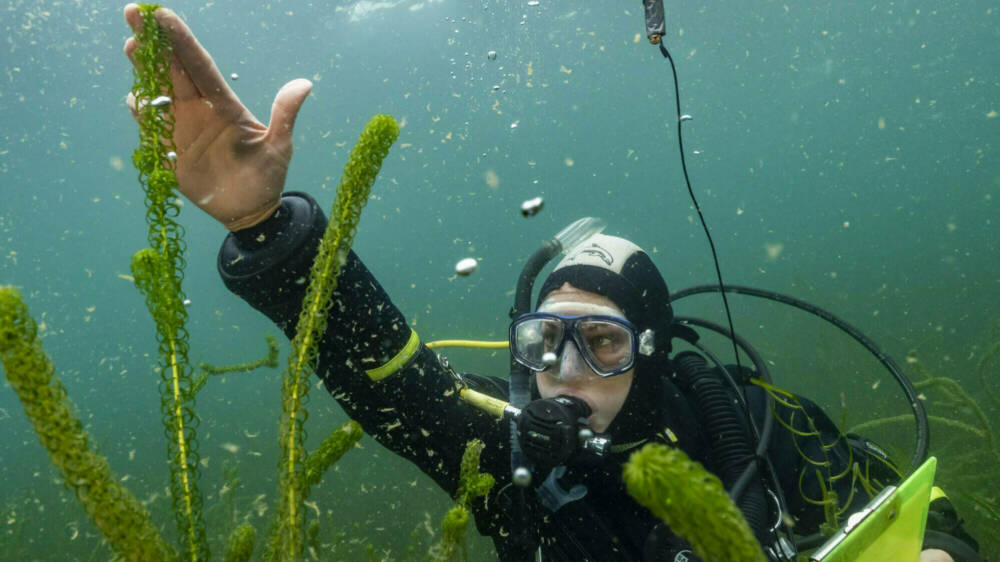 Tracey burton lake rotoma DSC1509 credit rod budd NIWA