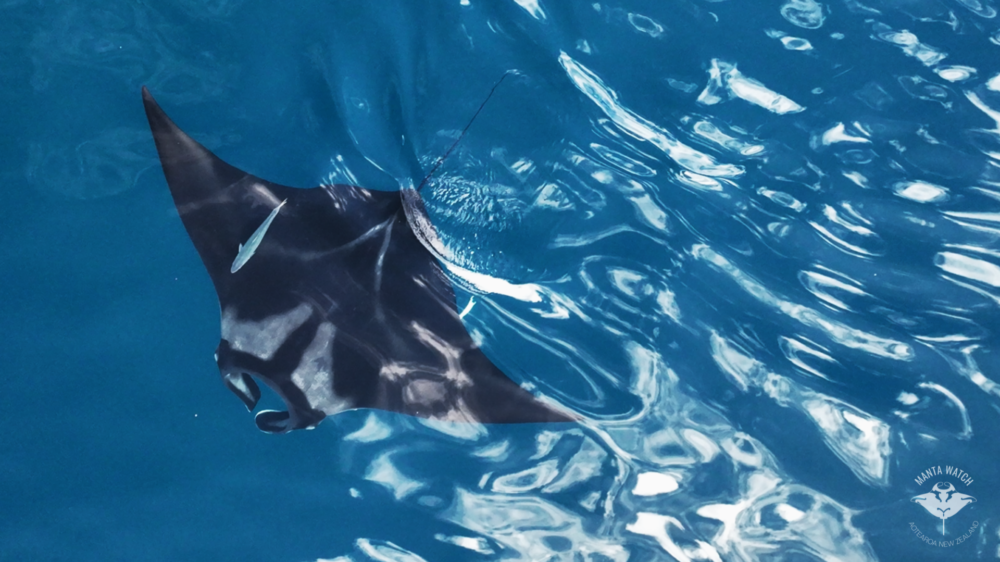 Image credit Lydia Green 2