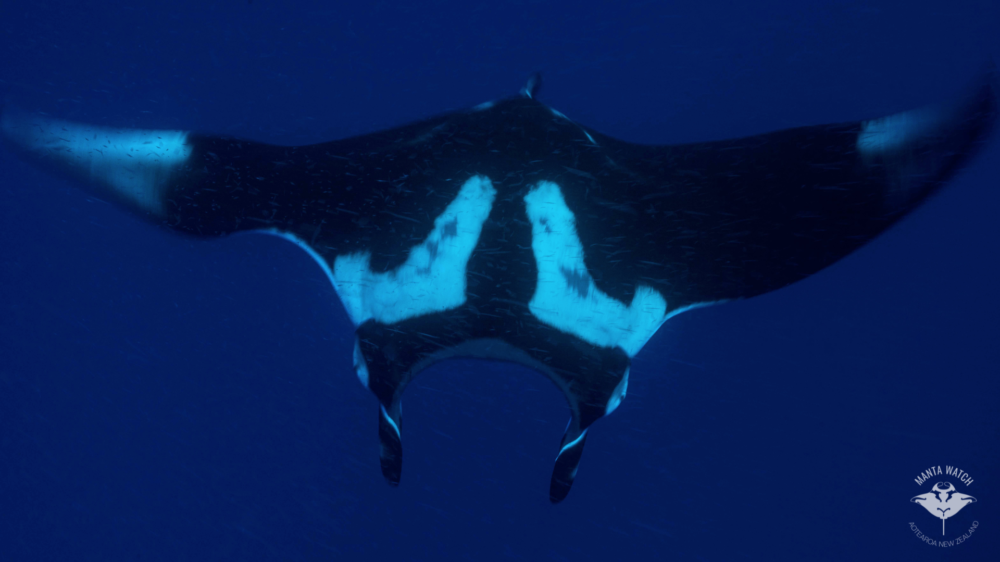 Image credit Mark Erdmann