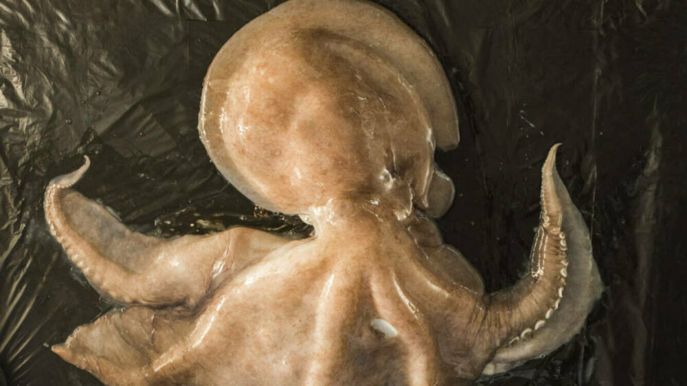 Giant antarctic octopus DSC5028 credit dave allen NIWA