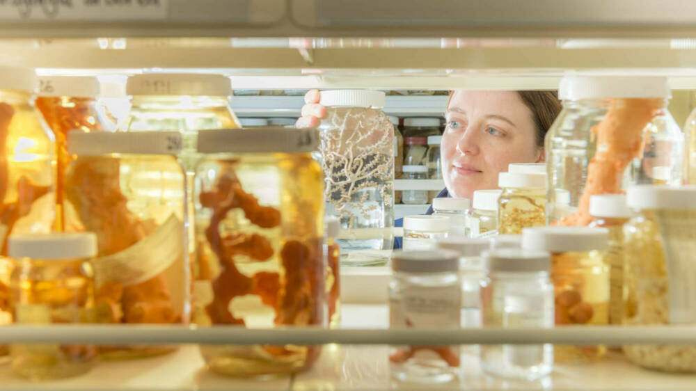 Sadie mills NIWA invertebrate collection