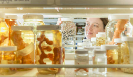 Sadie mills NIWA invertebrate collection