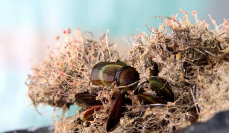 Awhi Mai Awhi Atu CREDIT Kura Paul Burke