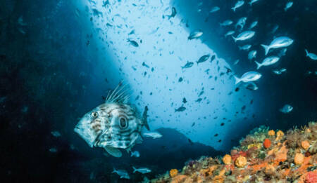 Special award John Dory cruising Northern Arch credit crispin middleton 1